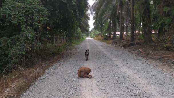 Two Stray Dogs Walking Gravel Rural Road — Stockvideo