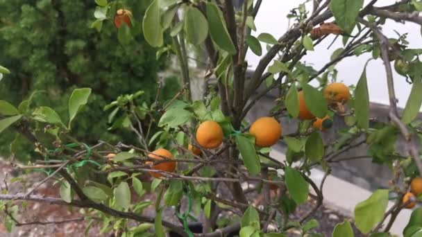 Lime Tree Hanging Ripe Fruits — Stock Video