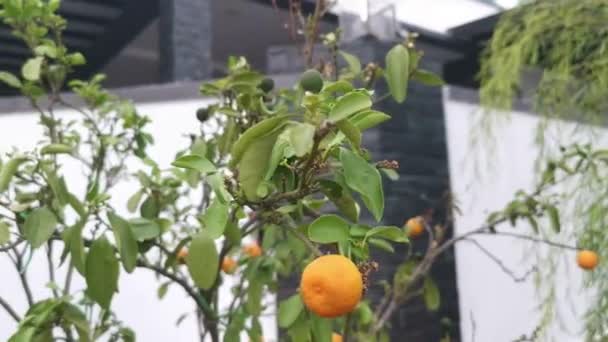 Lime Tree Hanging Ripe Fruits — Stock videók