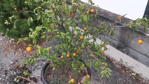 Lime Tree Hanging Ripe Fruits — Stockvideo