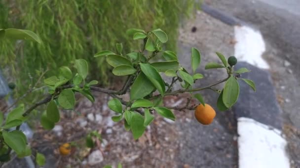 Lime Tree Hanging Ripe Fruits — Vídeo de Stock
