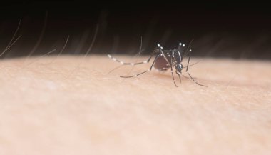 Sivrisineğin insan kolundan kan emdiği yakın plan..