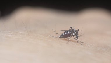 Sivrisineğin insan kolundan kan emdiği yakın plan..