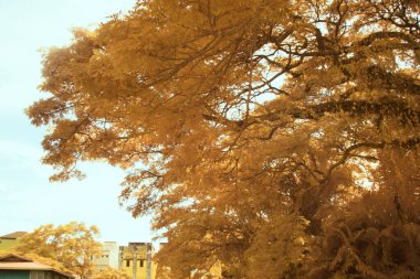 infrared image of foliage above the tree