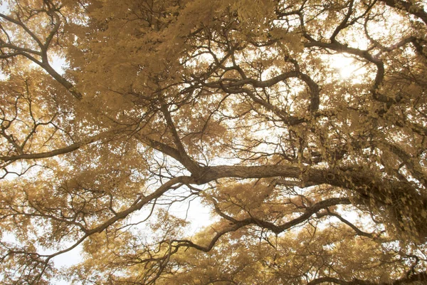 Infrared Image Foliage Tree — Zdjęcie stockowe