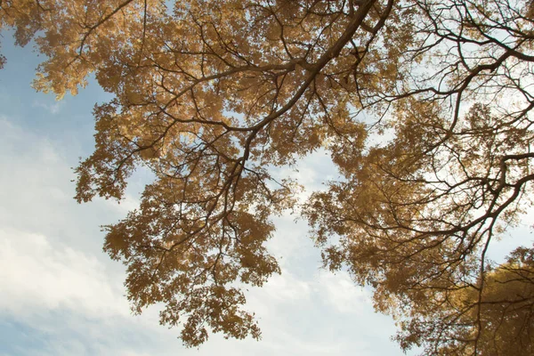 나뭇잎의 적외선 — 스톡 사진