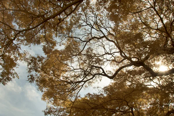 Infrared Image Foliage Tree — Zdjęcie stockowe