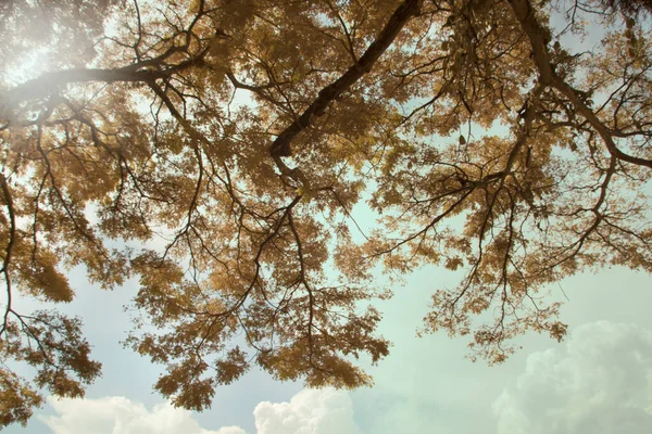 Infrared Image Foliage Tree — Fotografia de Stock