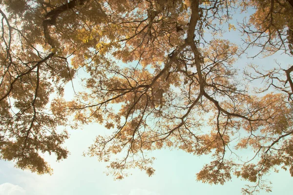 Infrared Image Foliage Tree — ストック写真