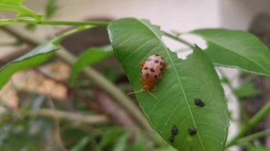 Podontia quatuordecimpunctata böceği umbra bitkisinin üzerinde.