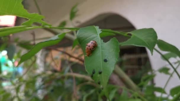 Podontia Quatuordecimpunctata Insect Umbra Plant — 图库视频影像