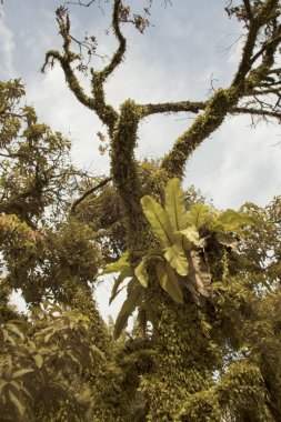 Gövde etrafında yayılan eğrelti otu ölçeğinde ejderhaların kızılötesi görüntüsü