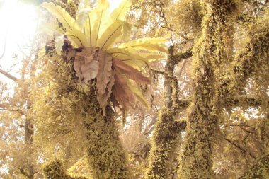 Gövde etrafında yayılan eğrelti otu ölçeğinde ejderhaların kızılötesi görüntüsü