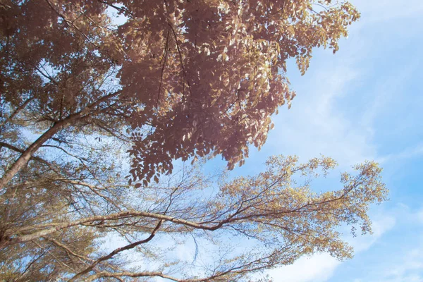 Ağacın Üzerindeki Yaprakların Kızılötesi Görüntüsü — Stok fotoğraf
