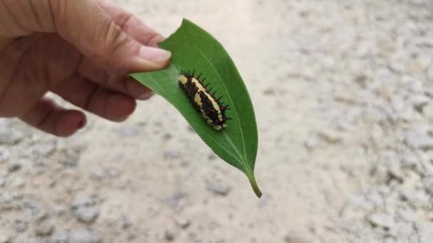 Red Spotted Horny Swallowtail Caterpillar Crawling Leaves — 비디오