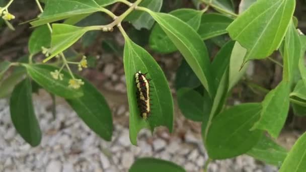 Red Spotted Horny Swallowtail Caterpillar Crawling Leaves — Vídeo de stock