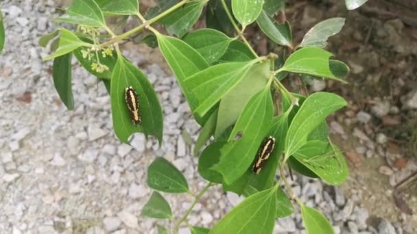 Red Spotted Horny Swallowtail Caterpillar Crawling Leaves — 图库视频影像