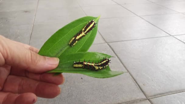 Red Spotted Horny Swallowtail Caterpillar Crawling Leaves — 비디오