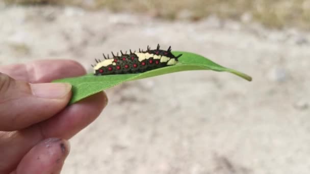 Red Spotted Horny Swallowtail Caterpillar Crawling Leaves — ストック動画