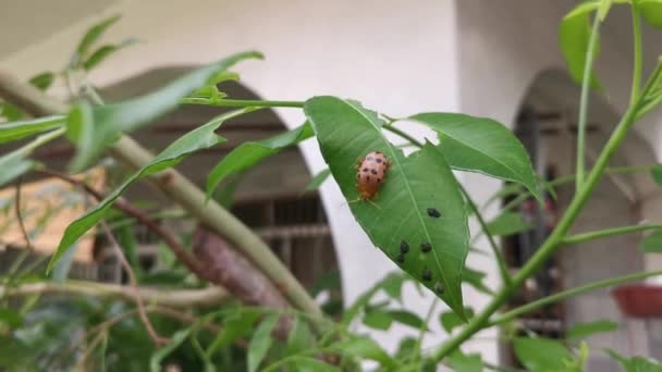 Podontia Quatuordecimpunctata Insecto Planta Umbra — Vídeos de Stock