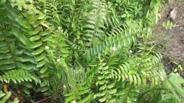 Nephrolepis biserrata yapraklarındaki yakın çekim görüntüleri.