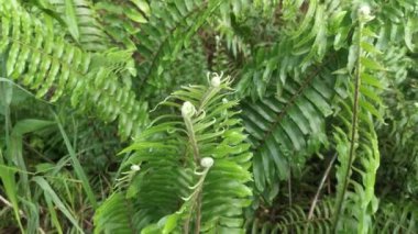 Nephrolepis biserrata yapraklarındaki yakın çekim görüntüleri.