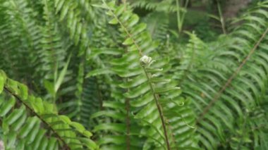 Nephrolepis biserrata yapraklarındaki yakın çekim görüntüleri.