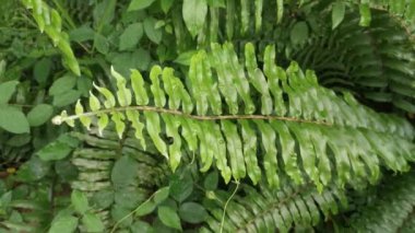 closeup footage on the Nephrolepis biserrata leaves.