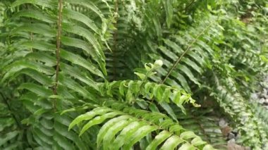 Nephrolepis biserrata yapraklarındaki yakın çekim görüntüleri.