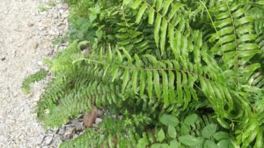 Nephrolepis biserrata yapraklarındaki yakın çekim görüntüleri.