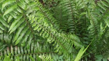 Nephrolepis biserrata yapraklarındaki yakın çekim görüntüleri.