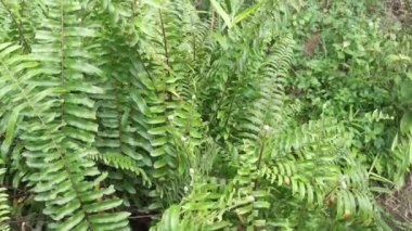 Nephrolepis biserrata yapraklarındaki yakın çekim görüntüleri.
