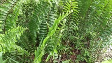 Nephrolepis biserrata yapraklarındaki yakın çekim görüntüleri.