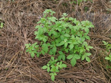 Yabani püsküllü örümcek çiçeğinin çayırı
