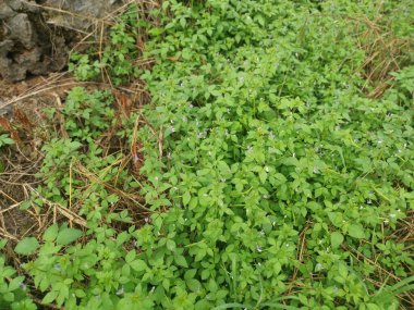 Yabani püsküllü örümcek çiçeğinin çayırı