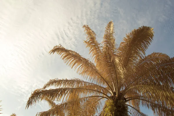 전경에 야자나무로 하늘을 올려다보고 적외선 — 스톡 사진