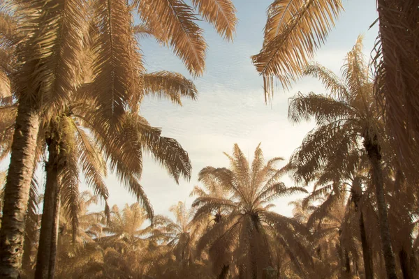 Scena Obrazu Podczerwieni Spoglądania Niebo Palmą Pierwszym Planie — Zdjęcie stockowe