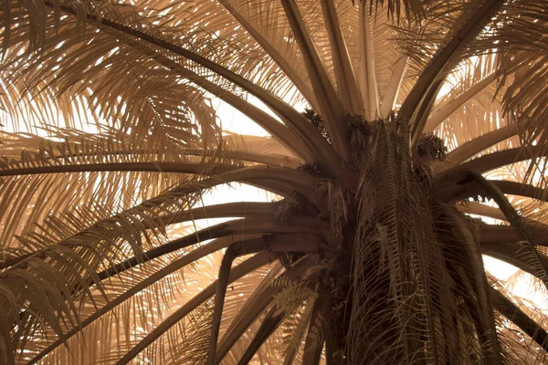 전경에 야자나무로 하늘을 올려다보고 적외선 — 스톡 사진