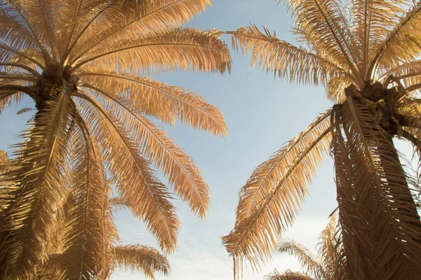 Infrared Image Scene Looking Sky Palm Tree Foreground — Stock Photo, Image