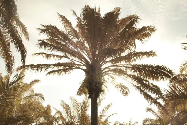 Infrared Image Scene Looking Sky Palm Tree Foreground — Stock Photo, Image