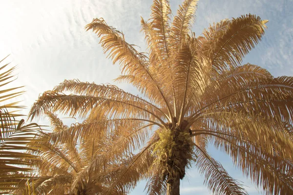 Infrared Image Scene Looking Sky Palm Tree Foreground — Stock Photo, Image