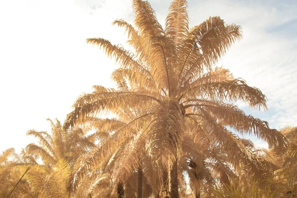 Infrared Image Scene Looking Sky Palm Tree Foreground — Fotografia de Stock