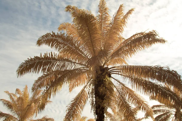 Infrared Image Scene Looking Sky Palm Tree Foreground — Stock Photo, Image