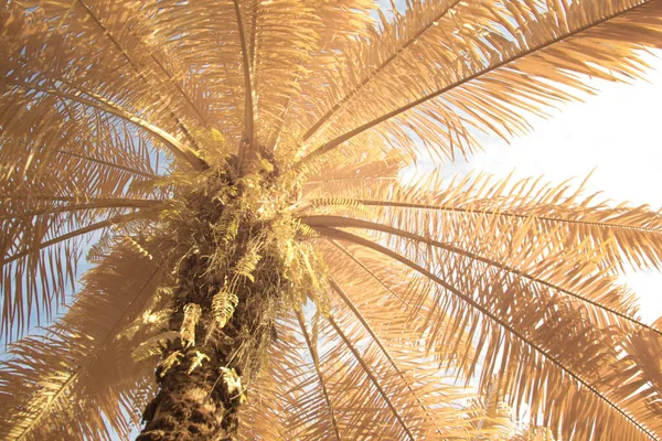 Cena Imagem Infravermelha Olhar Para Céu Com Palmeira Primeiro Plano — Fotografia de Stock