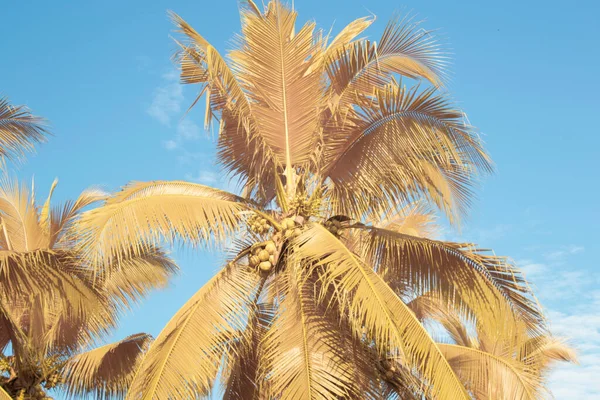 Infrared Image Scene Looking Sky Coconut Tree Foreground — Stock Photo, Image