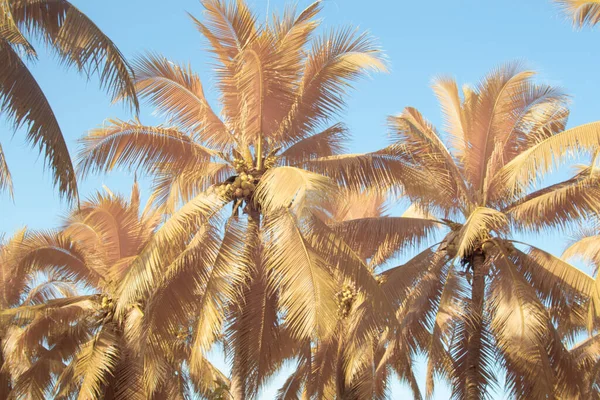 Infrared Image Scene Looking Sky Coconut Tree Foreground — Stock Photo, Image