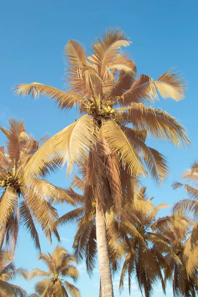 Infrared Image Scene Looking Sky Coconut Tree Foreground — Stock Photo, Image