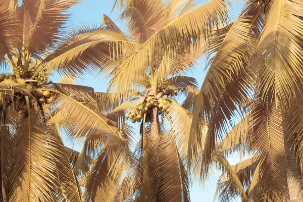 Infrared Image Scene Looking Sky Coconut Tree Foreground — Stock Photo, Image