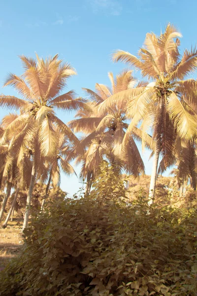 Infrared Image Scene Looking Sky Coconut Tree Foreground — Stock Photo, Image