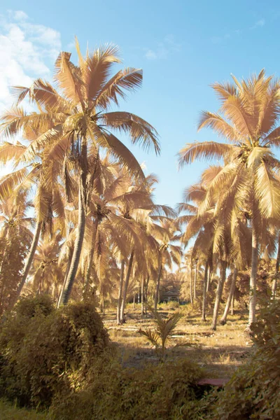 Infrared Image Scene Looking Sky Coconut Tree Foreground — Stock Fotó